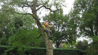 bomen rooien, kappen, vellen, snoeien in Veghel